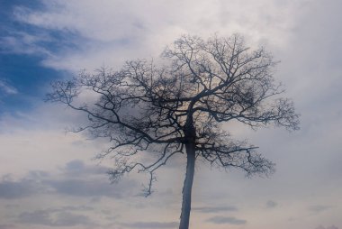 Bir gökyüzü arka plan ile kuru ağaç