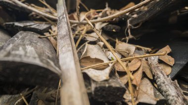 Bambu aracın üstüne düşmek kuru yapraklar