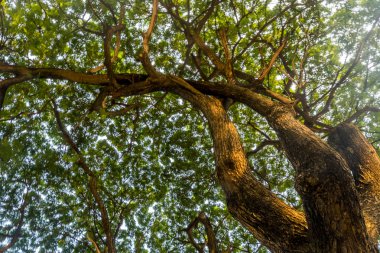 Sıcak bahar güneş ışığı güzel desenler oluşturma eski ağaçların arasından parlıyor. Arka plan ile yapmak için uygun.