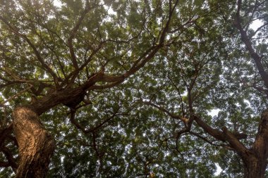 Ormandaki yaşlı ağaç dalı 