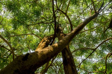 Sıcak bahar güneş ışığı güzel desenler oluşturma eski ağaçların arasından parlıyor. Arka plan ile yapmak için uygun.