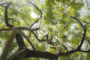 Sıcak bahar güneş ışığı güzel desenler oluşturma eski ağaçların arasından parlıyor. Arka plan ile yapmak için uygun.