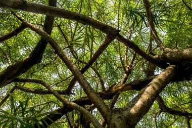 Sıcak bahar güneş ışığı güzel desenler oluşturma eski ağaçların arasından parlıyor. Arka plan ile yapmak için uygun.