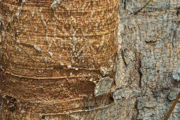 Vzor starý strom bódhi v létě Thajsko — Stock fotografie