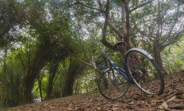 Велосипед, припаркованный в лесопарке — стоковое фото