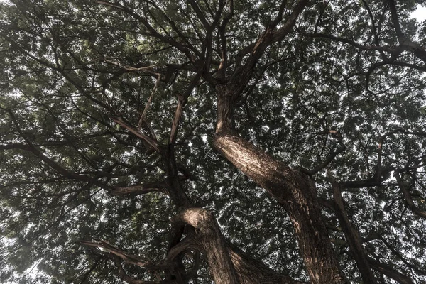 Cálida Luz Del Sol Primavera Brilla Través Árboles Viejos Creando — Foto de Stock