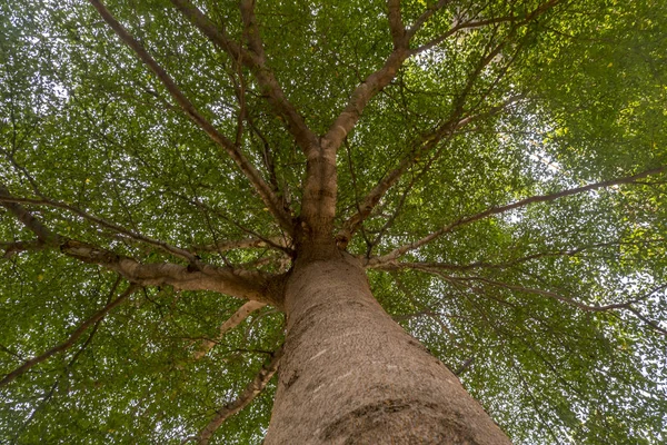 Mirar el árbol en el parque —  Fotos de Stock