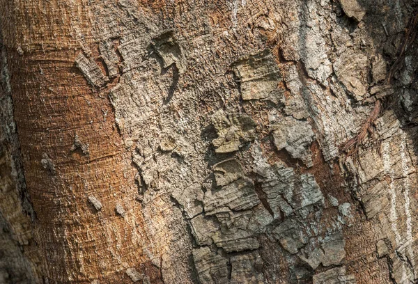 O padrão da velha árvore Bodhi no verão da Tailândia — Fotografia de Stock