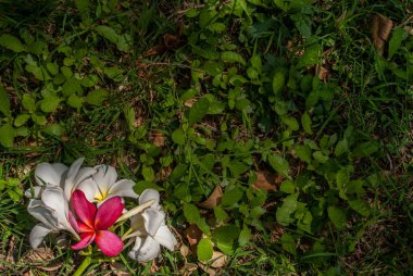Beyaz Frangipani çiçek ve kırmızı Frangipani çiçek