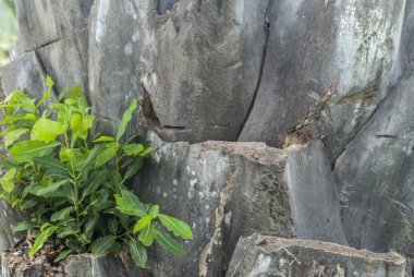 Kabuk palmiye ağaçları closeup