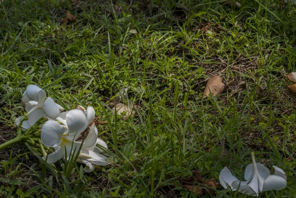 Beyaz Frangipani çiçek (Plumeria) veya Liilawadii Tay adı — Stok fotoğraf