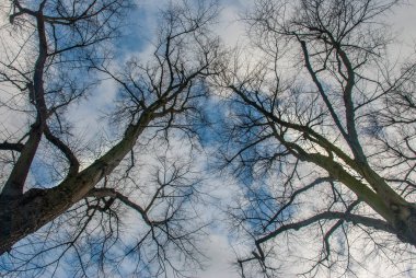 Büyük ağacın deseni baktı.