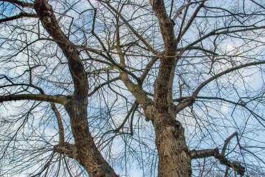 Büyük ağacın deseni baktı.