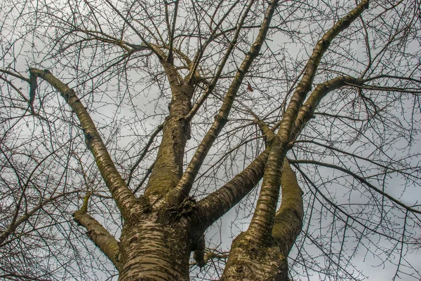 Miró el patrón del árbol grande . —  Fotos de Stock