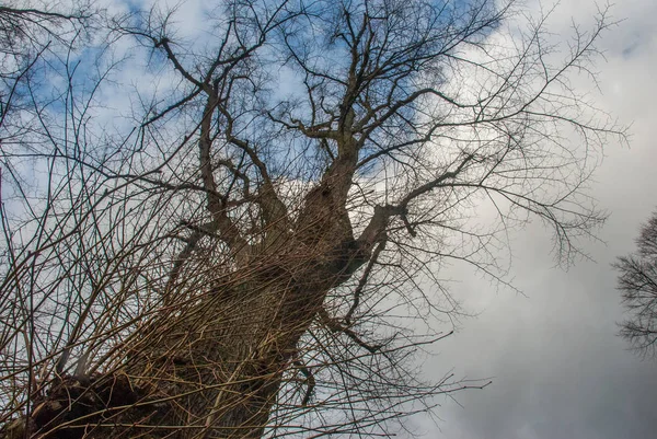 Miró el patrón del árbol grande . —  Fotos de Stock