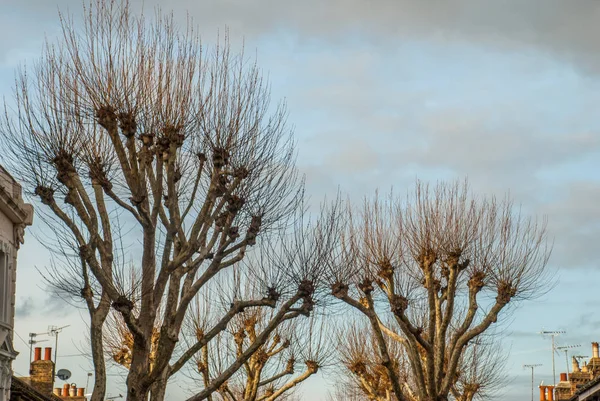 Bladloos boom met hemelachtergrond — Stockfoto