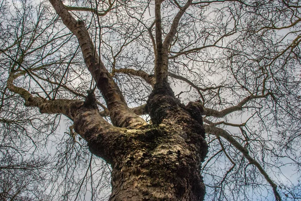 Levé les yeux vers le motif du grand arbre . — Photo