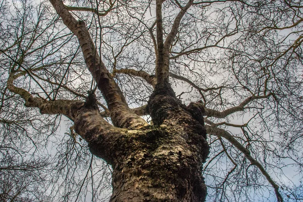 Miró el patrón del árbol grande . — Foto de Stock