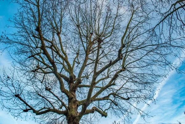 Guardando in alto il modello del grande albero . — Foto Stock