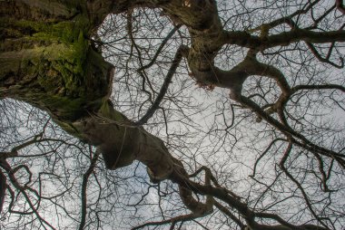 Büyük ağacın deseni baktı.