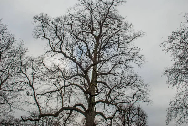 Podíval se na vzorek velký strom. — Stock fotografie