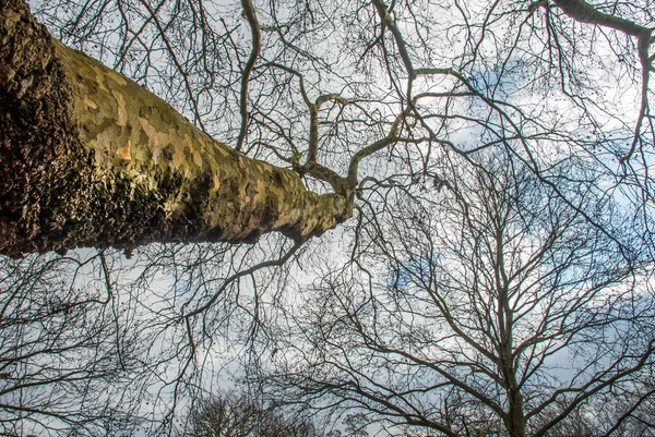 Blick auf das Muster des großen Baumes. — Stockfoto