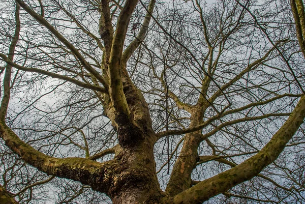 Spojrzał na wzór wielkiego drzewa. — Zdjęcie stockowe