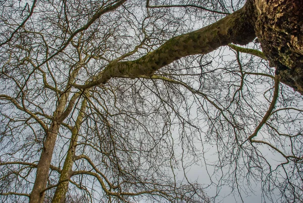 Spojrzał na wzór wielkiego drzewa. — Zdjęcie stockowe