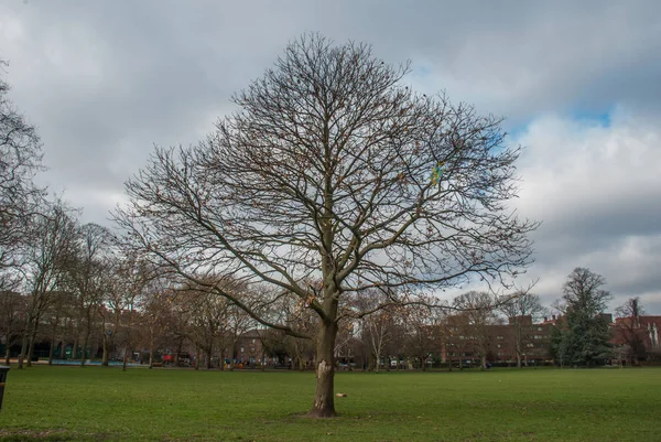 Hermosos árboles en Ravenscourt Park . — Foto de Stock