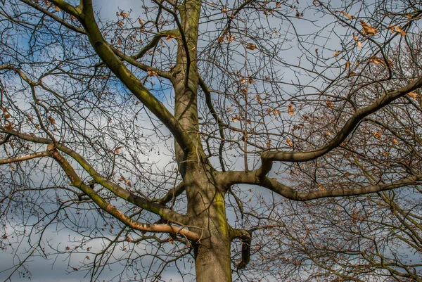 Spojrzał na wzór wielkiego drzewa. — Zdjęcie stockowe