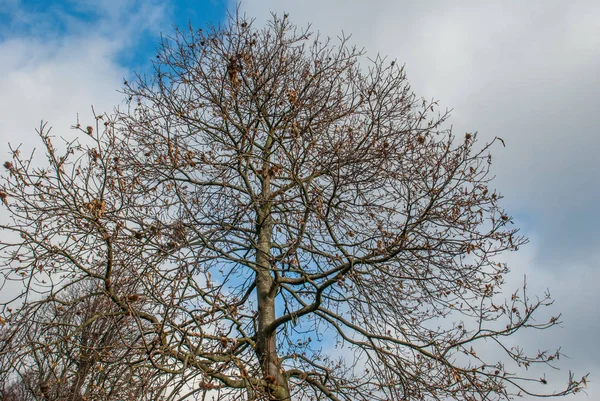 Miró el patrón del árbol grande . —  Fotos de Stock