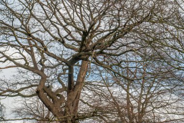 Büyük ağacın deseni baktı.