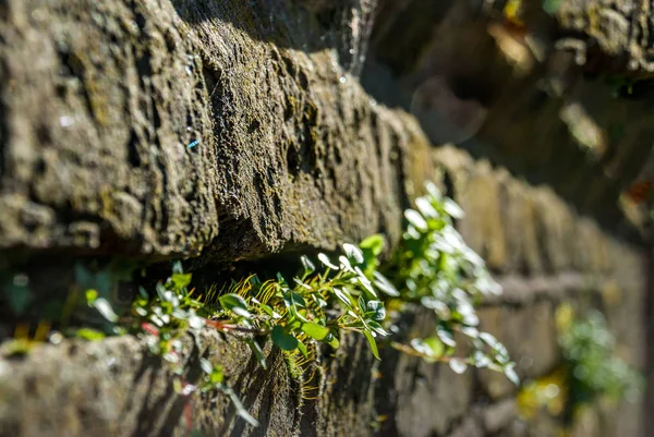Małe drzewa Włóż stary mur z cegły — Zdjęcie stockowe