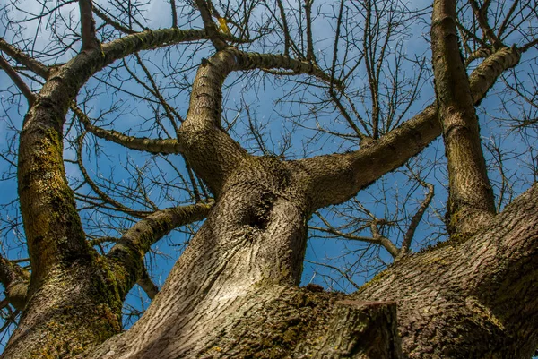 Podíval se na vzorek velký strom. — Stock fotografie