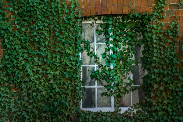 Windows and Texture — Stock Photo, Image