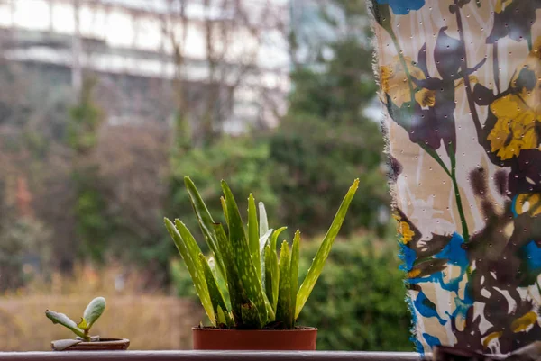 Алоэ на окне, украшенное сочными котлетами — стоковое фото