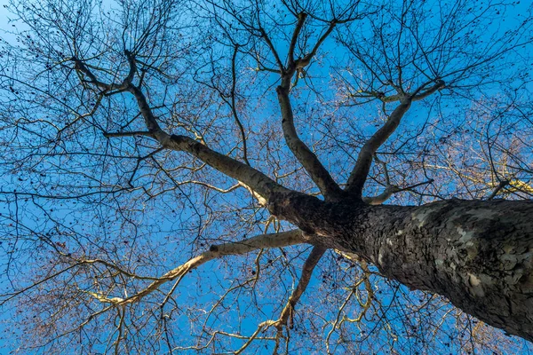 Boom en blauwe lucht — Stockfoto