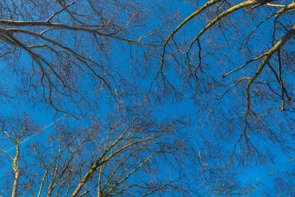 Árvore e céu azul — Fotografia de Stock