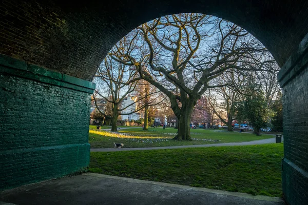 Árvore grande olhando através do túnel — Fotografia de Stock