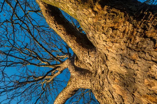 Ángulo de visión mirando el árbol grande — Foto de Stock