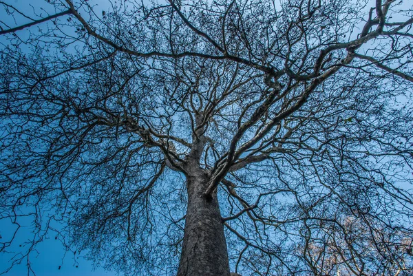 Drzewo i błękitne niebo — Zdjęcie stockowe