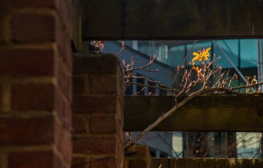 Güneş ışığı alan sarı çiçekler.