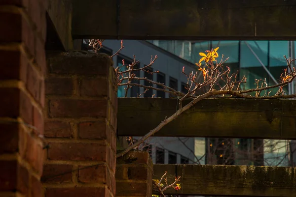 Güneş ışığı alan sarı çiçekler.