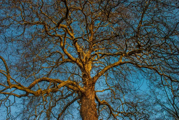 Árvore e céu azul — Fotografia de Stock