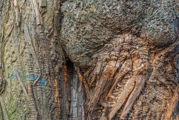 나무의 줄기입니다. 나무 나 이입니다. 뿌리와 큰 줄기. — 스톡 사진