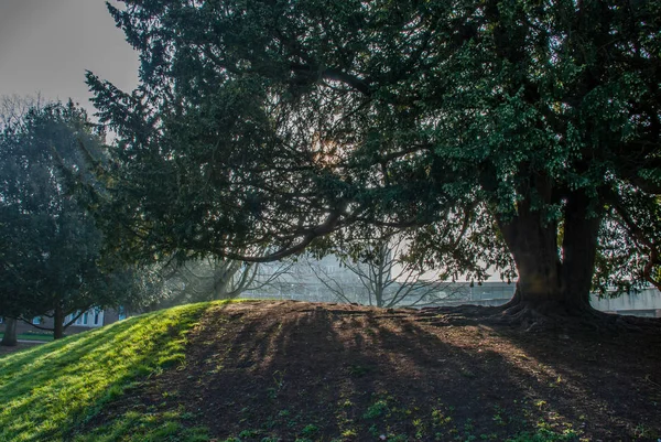 Beautiful scenery trees greenery park and fresh green lawn. — Stock Photo, Image