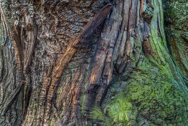 树的树干。树的年龄。根和茎大. — 图库照片
