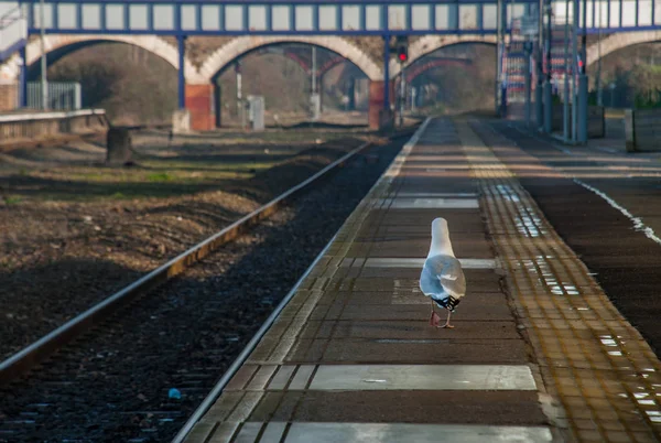 Um pássaro de pé na plataforma da estação de trem . — Fotografia de Stock