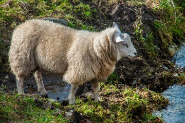 Yeşil çimenlikteki çayırda koyunlar 