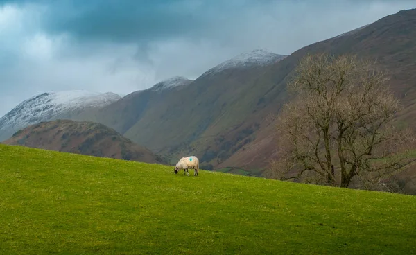 Englische Landschaft mit Schafen am Hang — Stockfoto